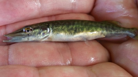 20170519_183031 retaille